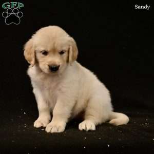 Sandy, Golden Retriever Puppy