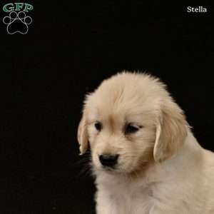 Stella, Golden Retriever Puppy