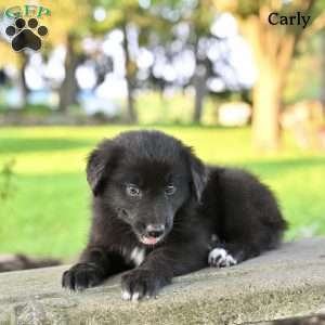 Carly, Australian Shepherd Puppy