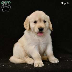 Sophie, Golden Retriever Puppy