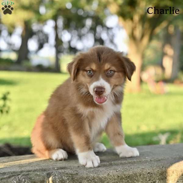 Charlie, Australian Shepherd Puppy