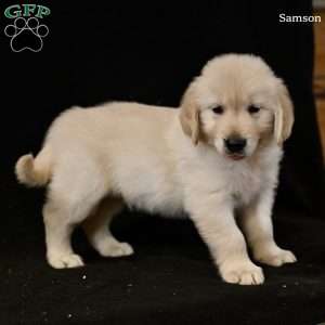 Samson, Golden Retriever Puppy