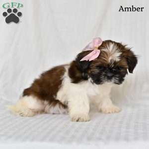 Amber, Shih Tzu Puppy