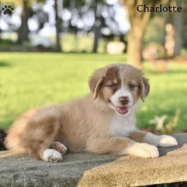 Charlotte, Australian Shepherd Puppy