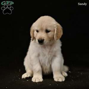Sandy, Golden Retriever Puppy