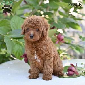 Freddy, Toy Poodle Puppy