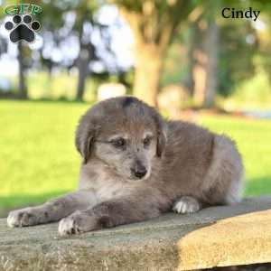 Cindy, Australian Shepherd Puppy