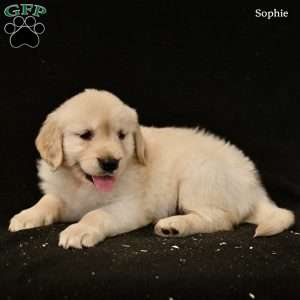 Sophie, Golden Retriever Puppy