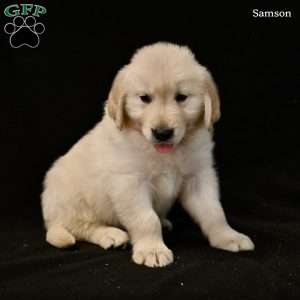 Samson, Golden Retriever Puppy