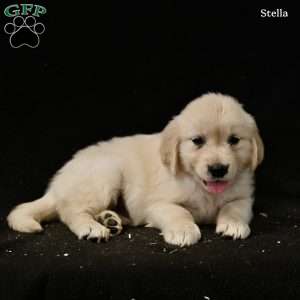 Stella, Golden Retriever Puppy