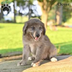 Clover, Australian Shepherd Puppy