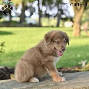 Clifford, Australian Shepherd Puppy