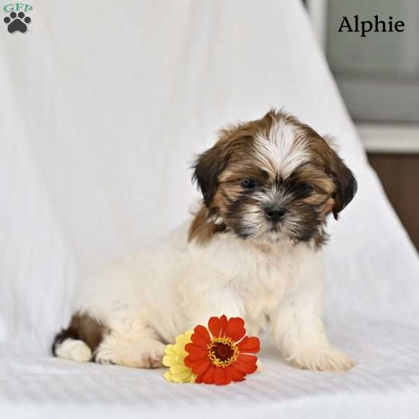 Alphie, Shih Tzu Puppy