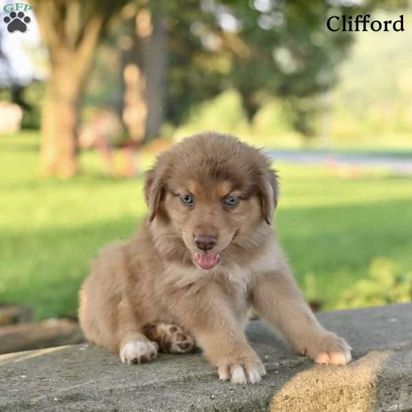 Clifford, Australian Shepherd Puppy