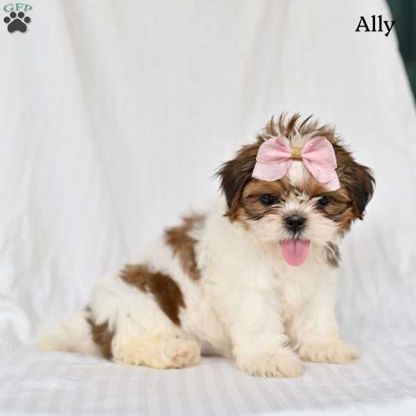 Ally, Shih Tzu Puppy