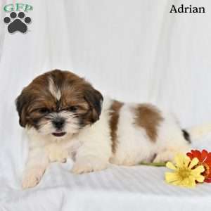 Adrian, Shih Tzu Puppy