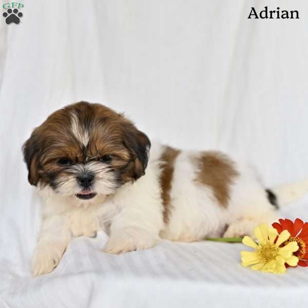 Adrian, Shih Tzu Puppy