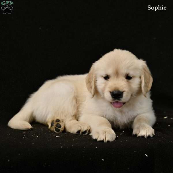 Sophie, Golden Retriever Puppy