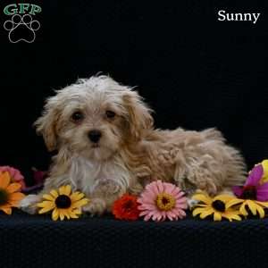 Sunny, Maltipoo Puppy