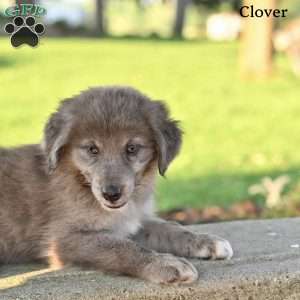 Clover, Australian Shepherd Puppy