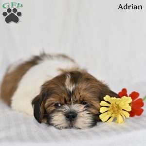 Adrian, Shih Tzu Puppy
