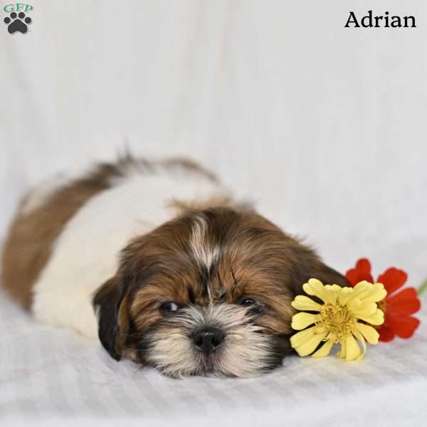 Adrian, Shih Tzu Puppy