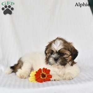 Alphie, Shih Tzu Puppy