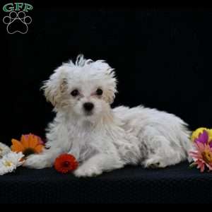 Sugar, Maltipoo Puppy