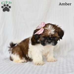 Amber, Shih Tzu Puppy