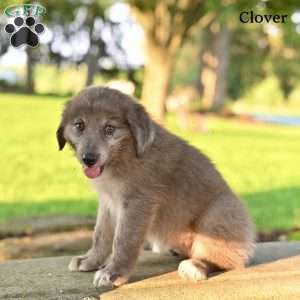 Clover, Australian Shepherd Puppy