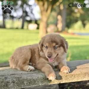 Clifford, Australian Shepherd Puppy