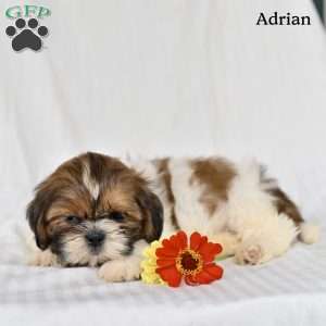 Adrian, Shih Tzu Puppy