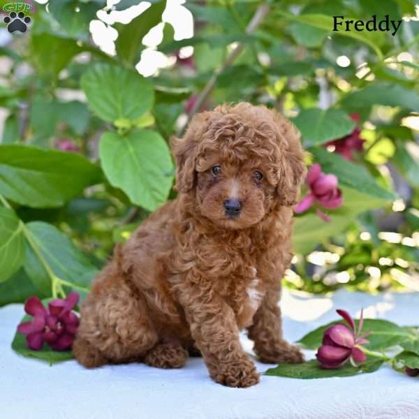 Freddy, Toy Poodle Puppy