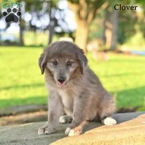 Clover, Australian Shepherd Puppy