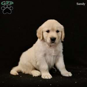 Sandy, Golden Retriever Puppy