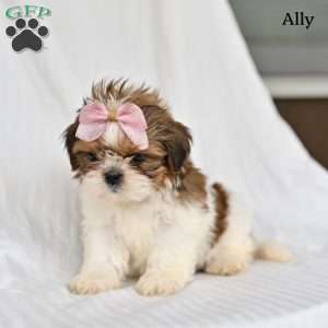 Ally, Shih Tzu Puppy