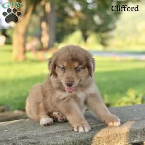 Clifford, Australian Shepherd Puppy