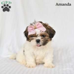 Amanda, Shih Tzu Puppy