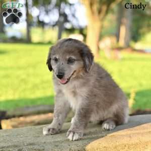 Cindy, Australian Shepherd Puppy