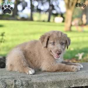 Chip, Australian Shepherd Puppy