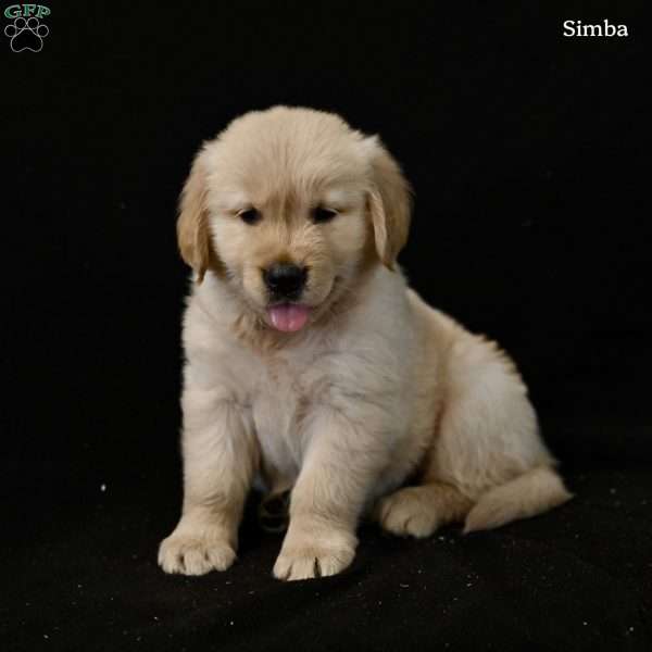 Simba, Golden Retriever Puppy