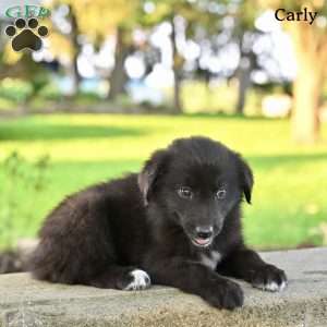 Carly, Australian Shepherd Puppy