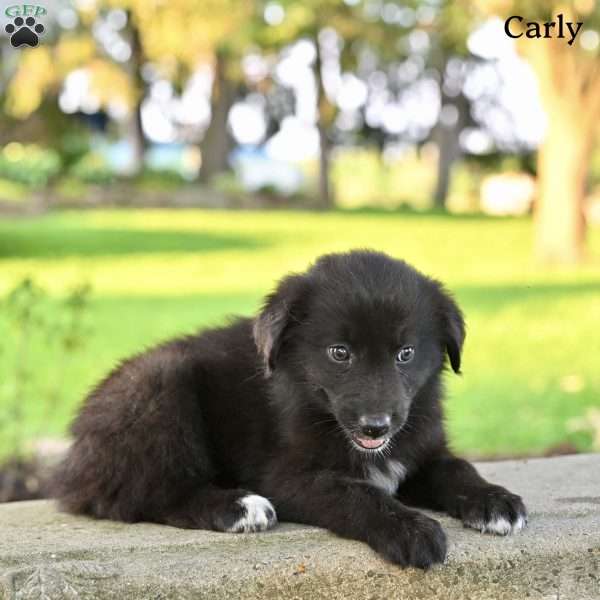 Carly, Australian Shepherd Puppy