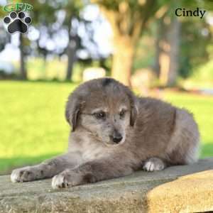 Cindy, Australian Shepherd Puppy