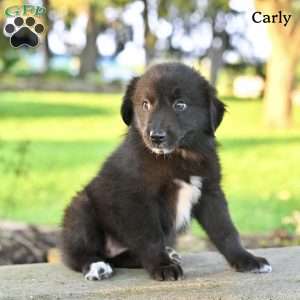 Carly, Australian Shepherd Puppy