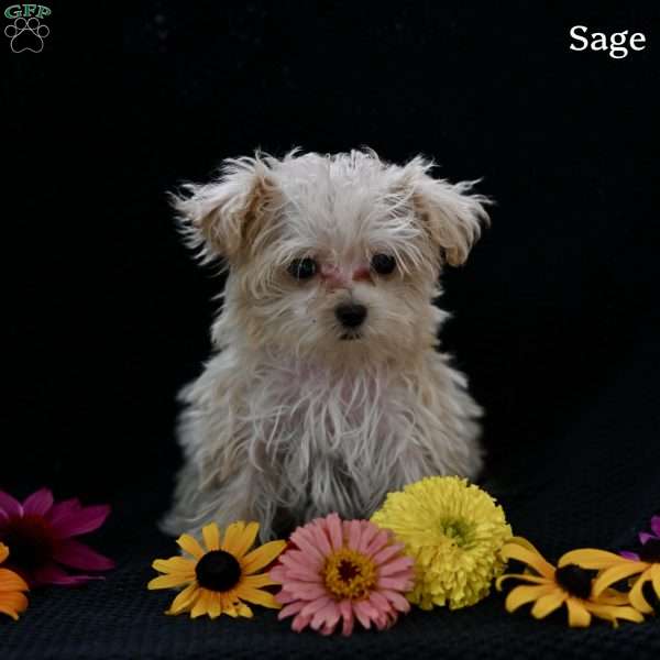 Sage, Maltipoo Puppy