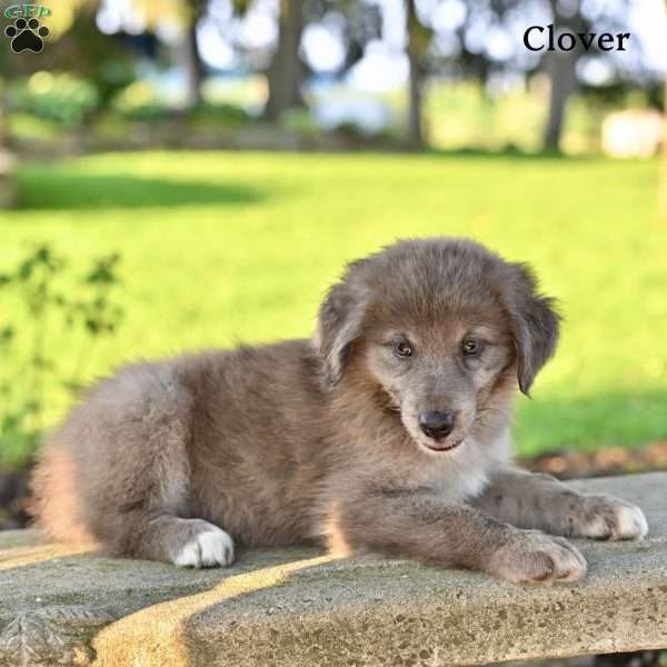 Clover, Australian Shepherd Puppy