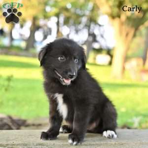 Carly, Australian Shepherd Puppy