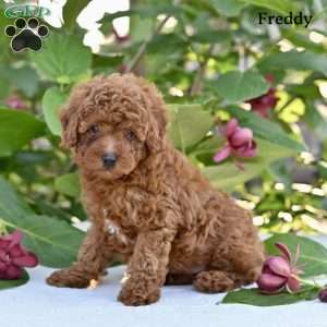 Freddy, Toy Poodle Puppy