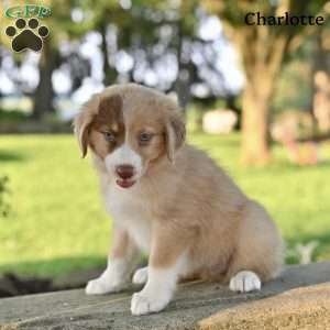 Charlotte, Australian Shepherd Puppy